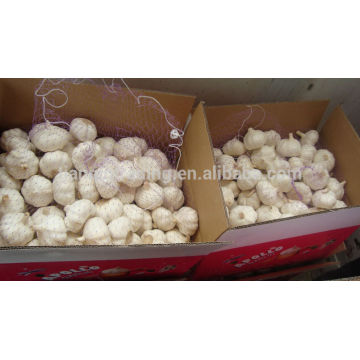 Red Garlic 10kg carton for Brazi market